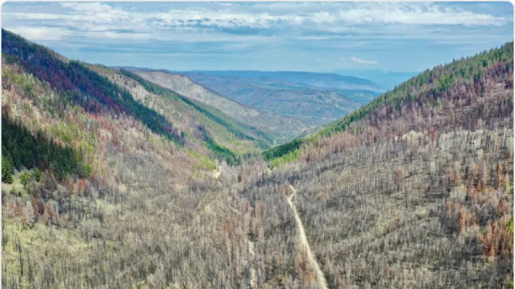 View of a post-burn forest in British Columbia.