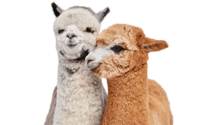 A pair of TELUS critter alpacas