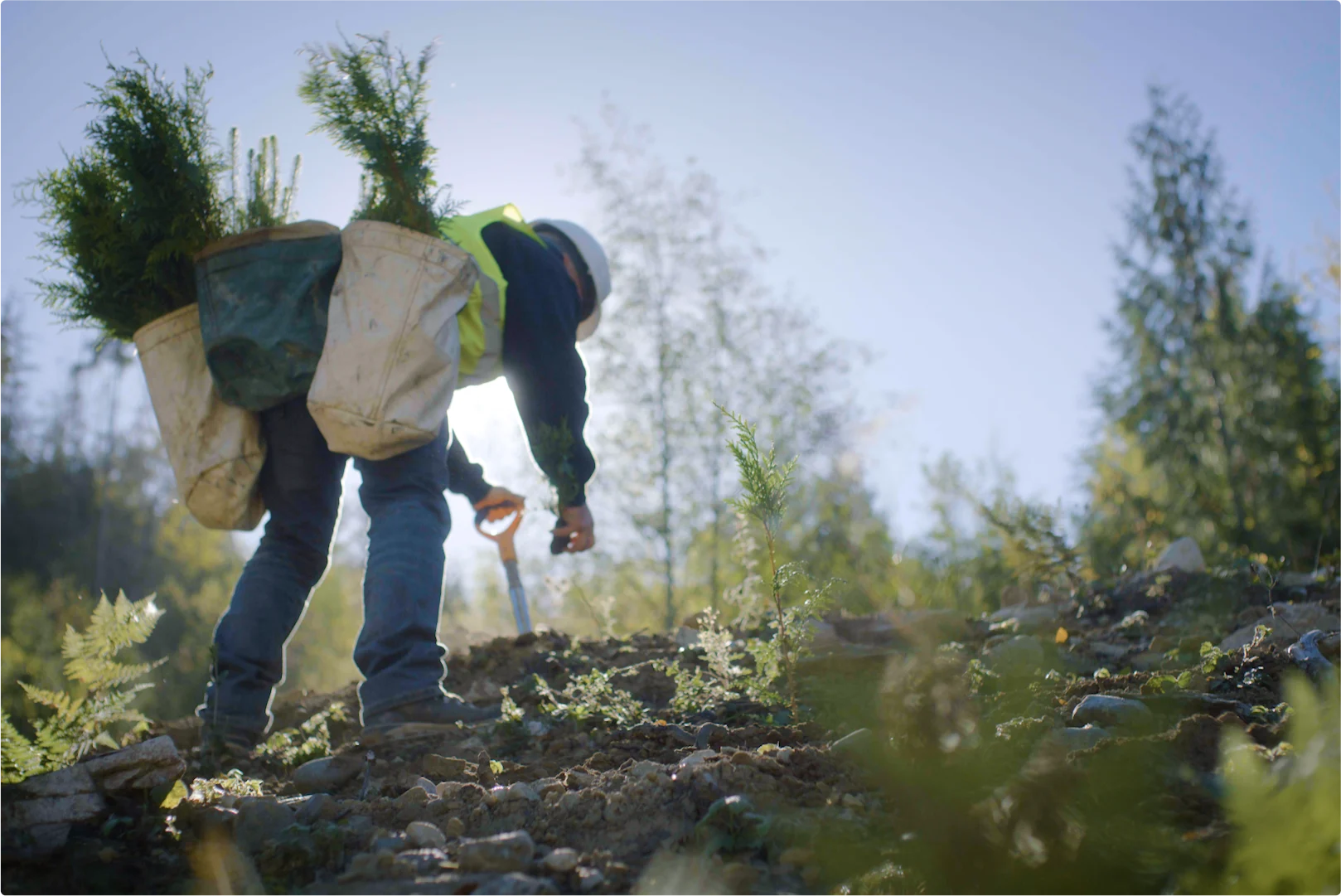 A tree planter digging a hole in the dirt with a shovel.