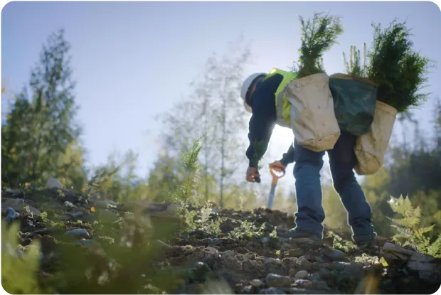 A tree planter digging a hole in the dirt with a shovel.