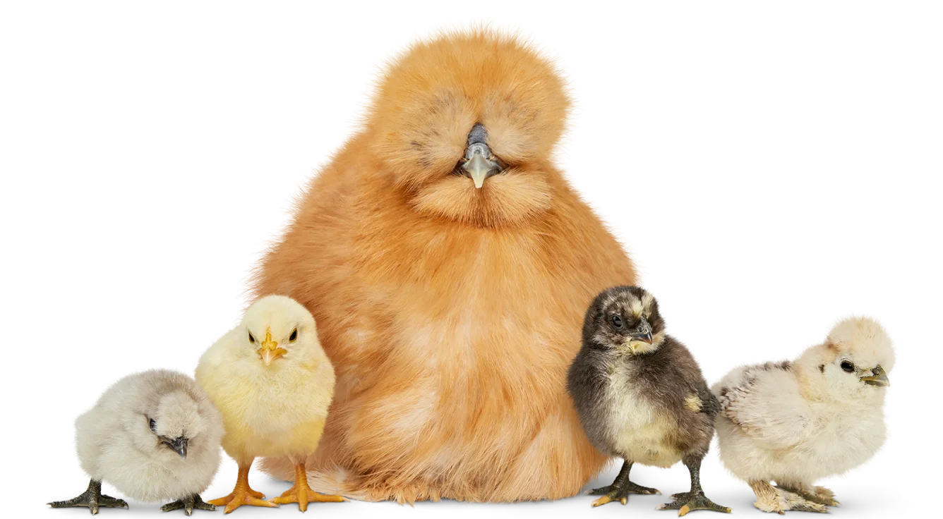 A silkie chicken surrounded by four baby chicks.