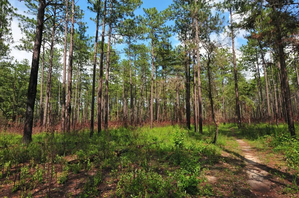 Tuskegee National Forest