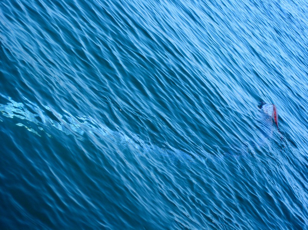 Oarfish (Regalecus glesne Ascanius)