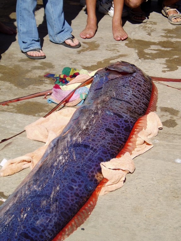 Oarfish (Regalecus glesne Ascanius)