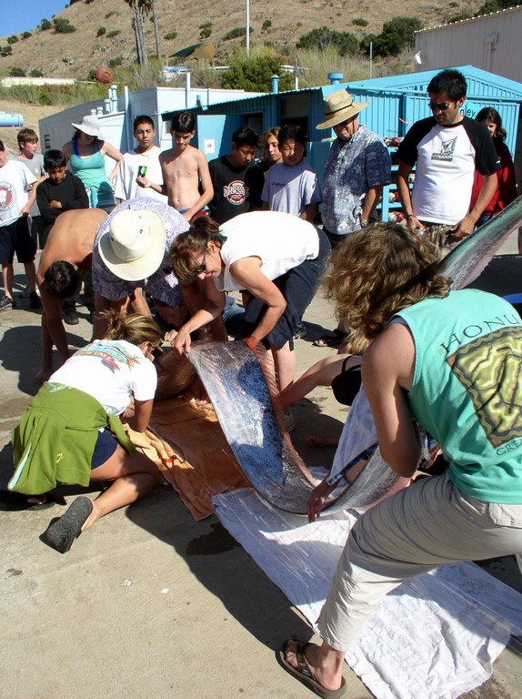 Oarfish (Regalecus glesne Ascanius)