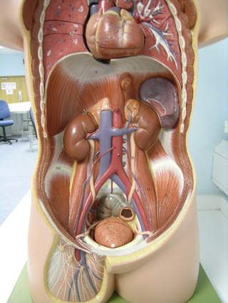 Posterior Abdominal Wall