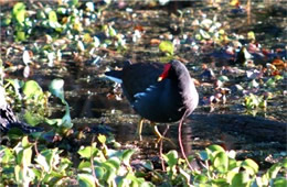 common moorhen