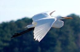 egret in flight