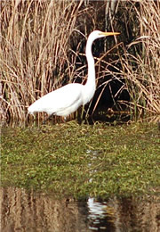 egret hunting