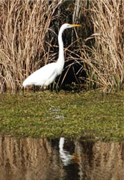 egret hunting