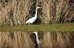 egret hunting