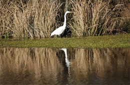 egret hunting