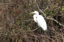 egret in tree