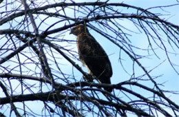 Buteo - Hawk