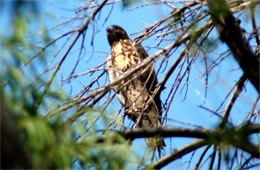 Buteo - Hawk