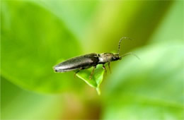 Elateridae - Click Beetle