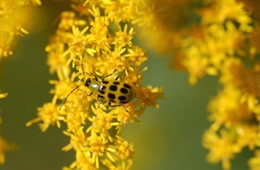 spotted cucumber beetle