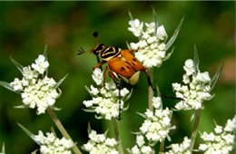 Trigonopeltastes delta - Delta Flower Scarab