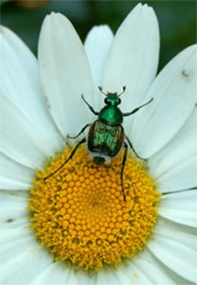 Trichiotinus lunulatus - Emerald Flower Scarab