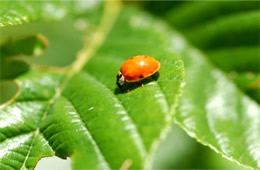 lady bird beetle