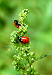 ladybird beetles