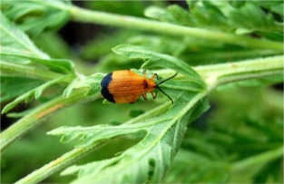 Net-winged Beetle