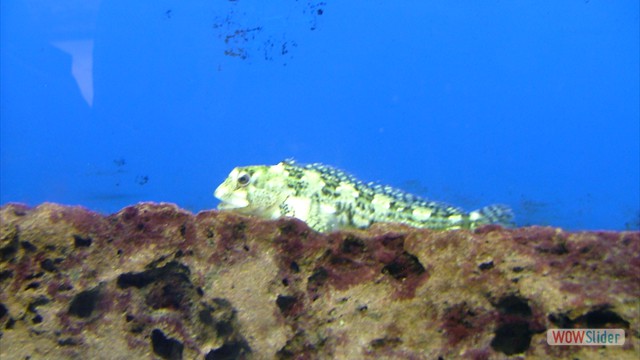 Galway Aquarium 2009