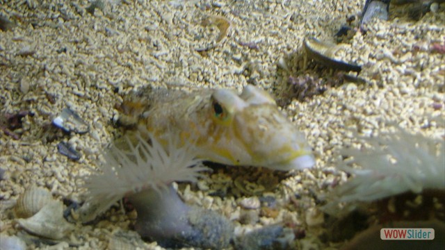 Galway Aquarium 2009