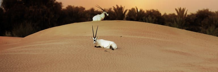 two oryx lying on sand at sunset