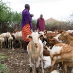 Maasai, Tanzania