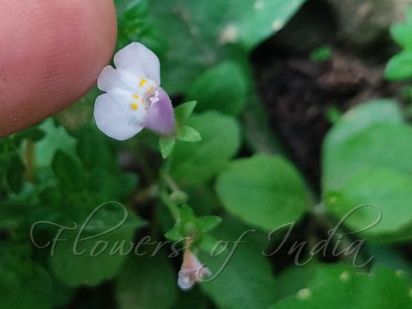 Asian Mazus