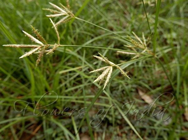 Common Nut Sedge