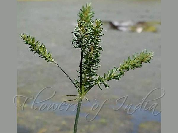 Tall Flat Sedge