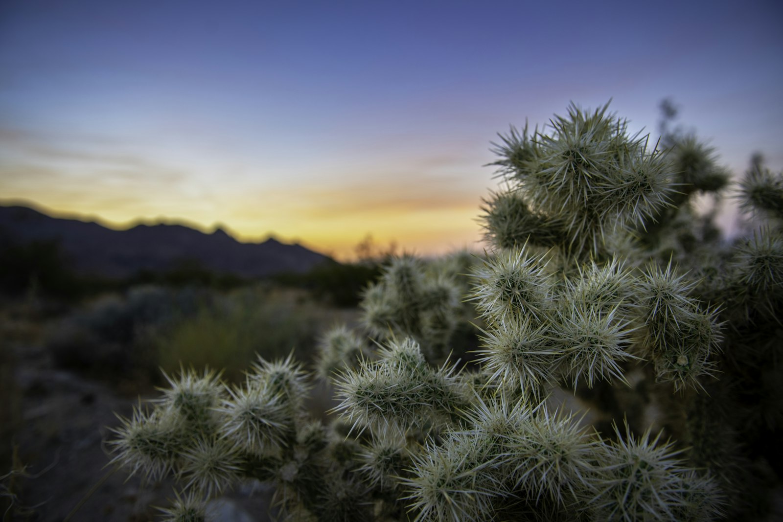 Close up on Joshua Trees