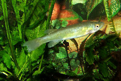 Fundulus julisia