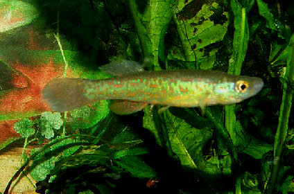 Fundulus julisia