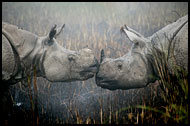 One Horned Rhinoceros, Kaziranga NP, India