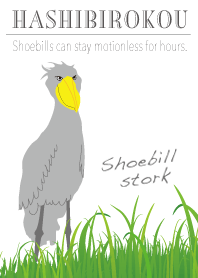 Shoebill Stork