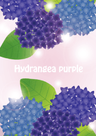 Hydrangea purple