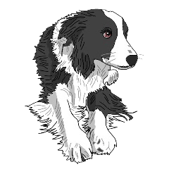 Border collie Azuki