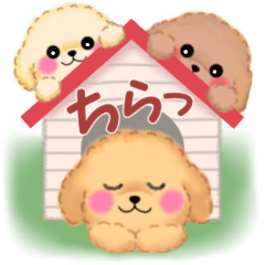 pretty toy poodles big stickers