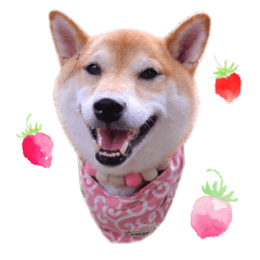 every day of Shibainu ROCO