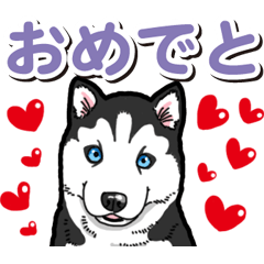 わんこ日和 シベリアンハスキーの仔犬4