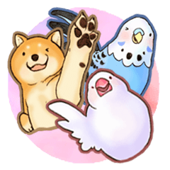 Shiba Inu & Little Birds