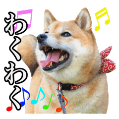 shibainu KOHARU