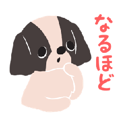 BARON BUDDIES 33 Japanese Chin