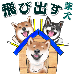 飛び出す柴犬（敬語編）