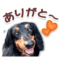 M-Dachshund Anko Daily conversation