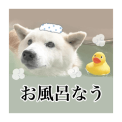 ShibainuLife_20210722224902