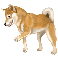 Shiba Inu road (Honorific)